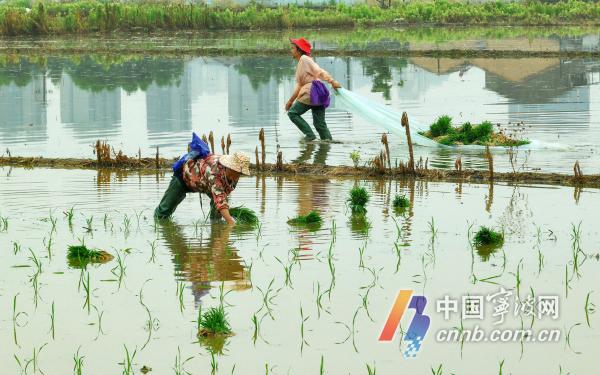 Gandum ing Kuping bakal kanggo petani sibuk nandur