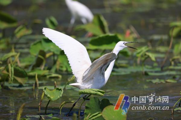 Egrets manggon ing Tlaga Dongqian